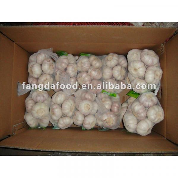 Chinese fresh normal white garlic in #1 image