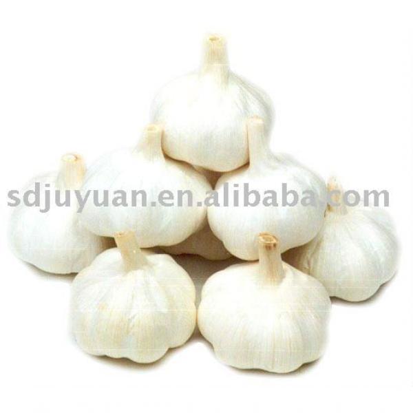 Pure White Garlic #1 image