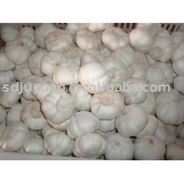 5.0cm Fresh Pure White Garlic #1 image