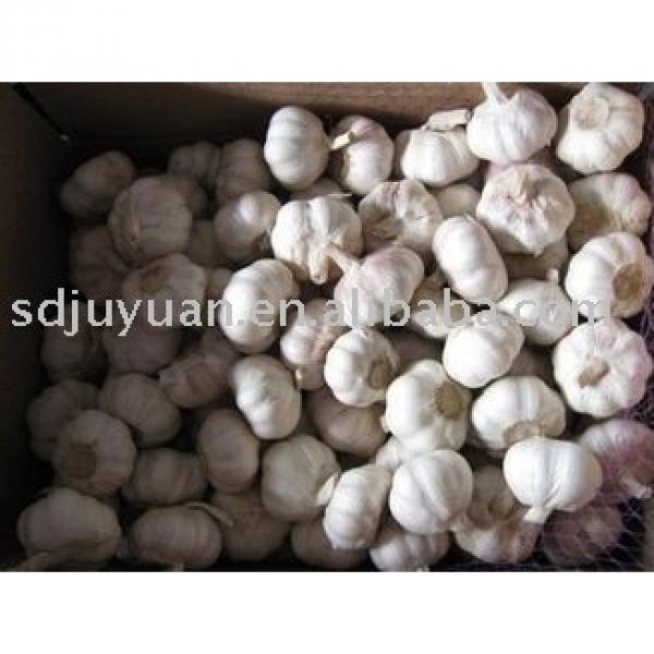 Fresh Normal White Garlic #1 image