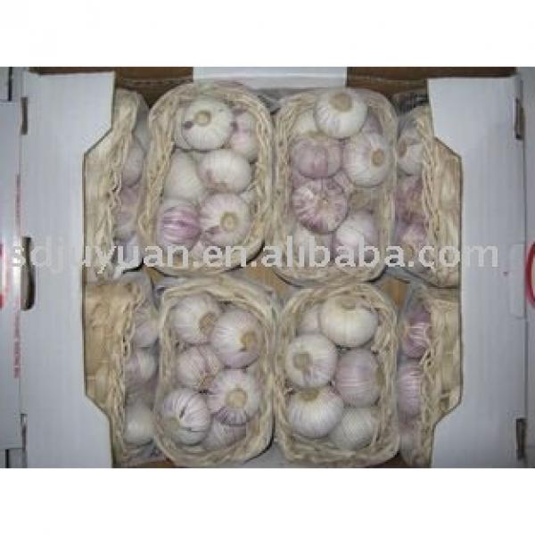 Fresh Normal White Garlics #1 image