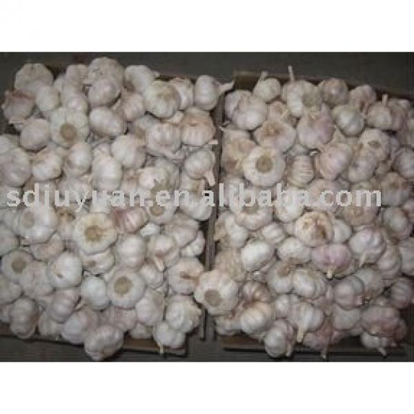New Fresh Normal White Garlic #1 image