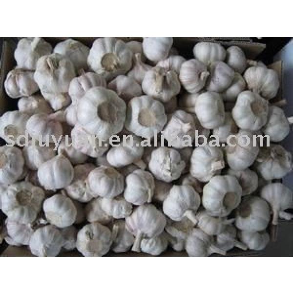 Fresh Normal White Garlic #1 image