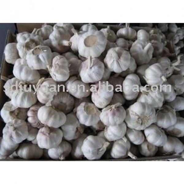 New Crop Fresh Normal White Garlic #1 image