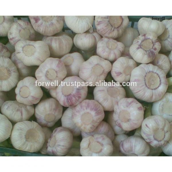 Best Price Natural Chinese Fresh Red / white Garlic #3 image
