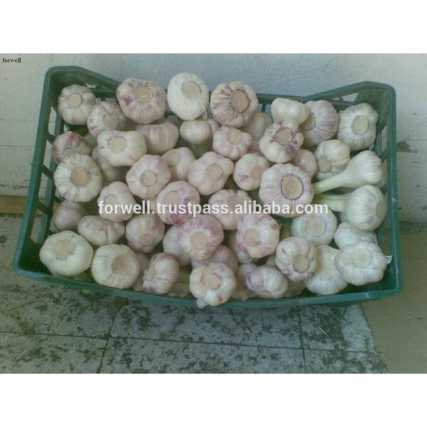 Best Price Natural Chinese Fresh Red / white Garlic #2 image