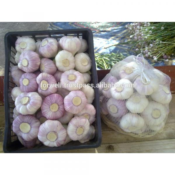 Best Price Natural Chinese Fresh Red / white Garlic #1 image