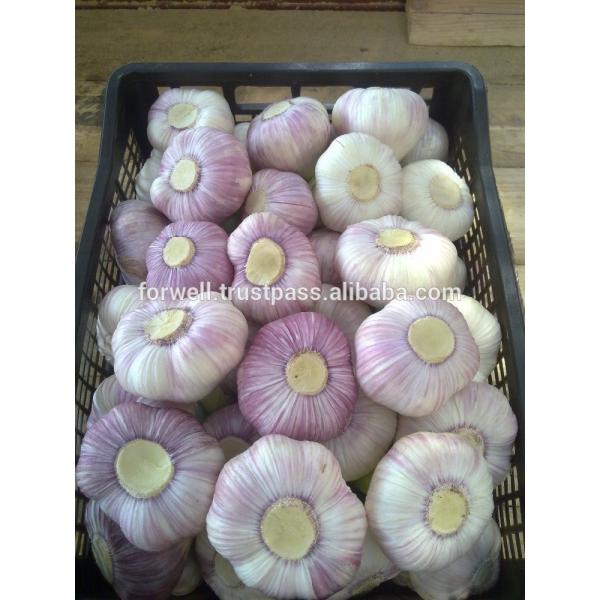 Best Price Natural Chinese Fresh Red / white Garlic #4 image