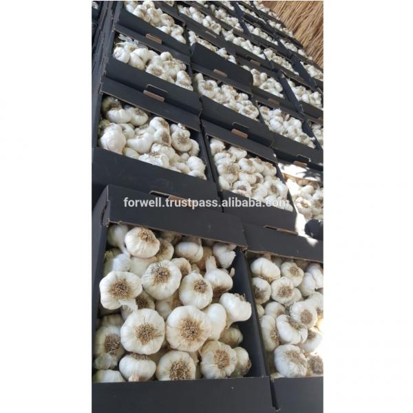 best price products new crop pure white fresh garlic #4 image