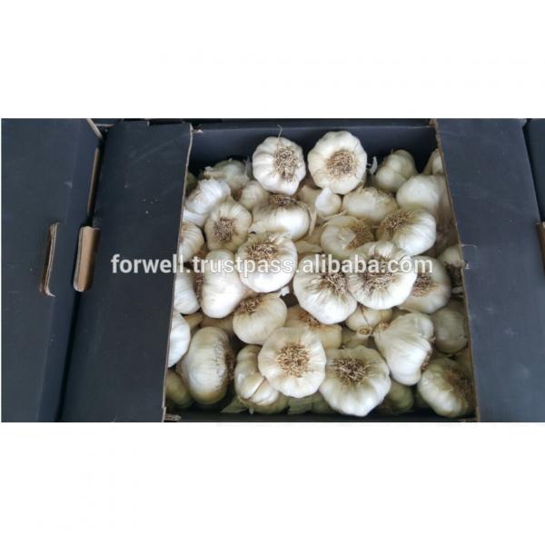 Newest crop best price high quality fresh normal white garlic fromegypt #2 image