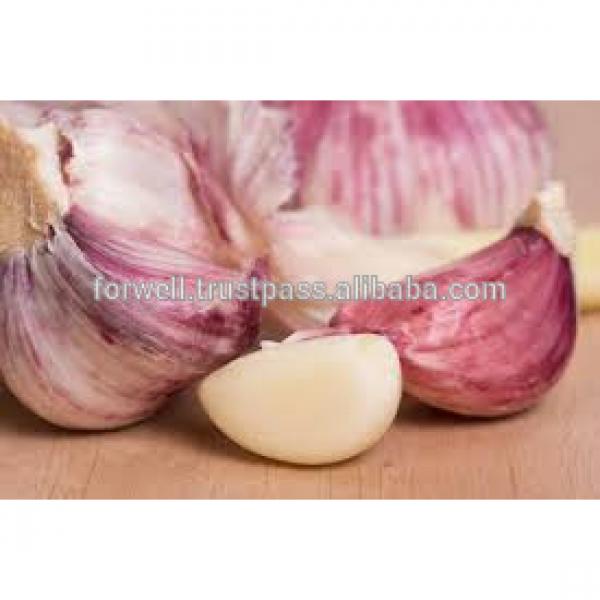 very good taste Egyptian Garlic #6 image