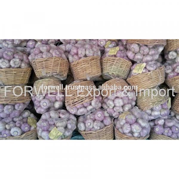 Best Quality Cheap Price Fresh Normal White Garlic from egypt #3 image