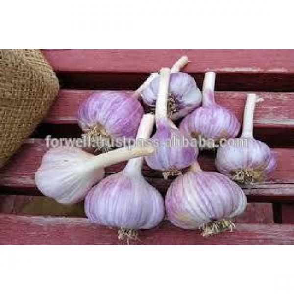AMAZING STYLE Egyptian Garlic..RED AND WHITE GARLIC #1 image