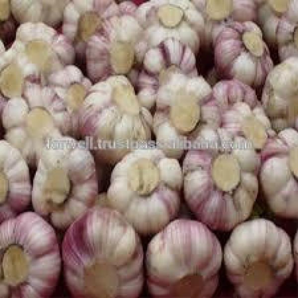 AMAZING STYLE Egyptian Garlic..RED AND WHITE GARLIC #2 image