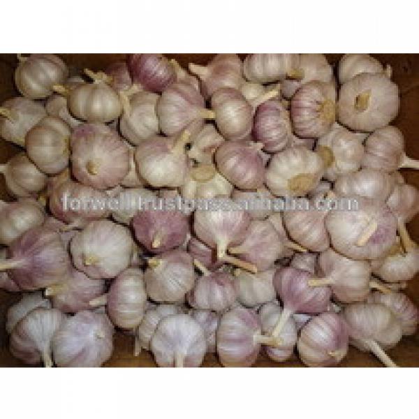 Participate output of egyptian dry garlic with good price/ red / yellow dry garlic #3 image