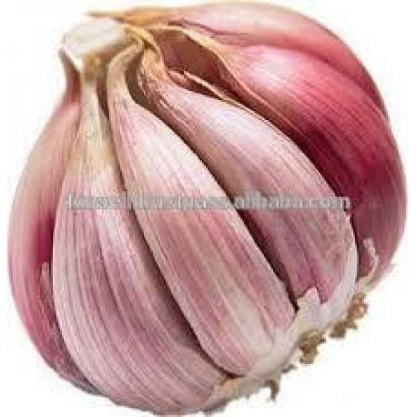Participate output of egyptian dry garlic with good price/ red / yellow dry garlic #4 image