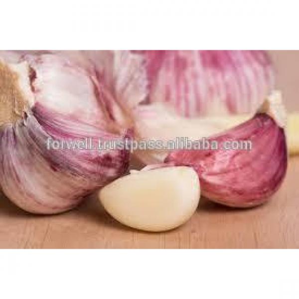 Participate output of egyptian dry garlic with good price/ red / yellow dry garlic #5 image