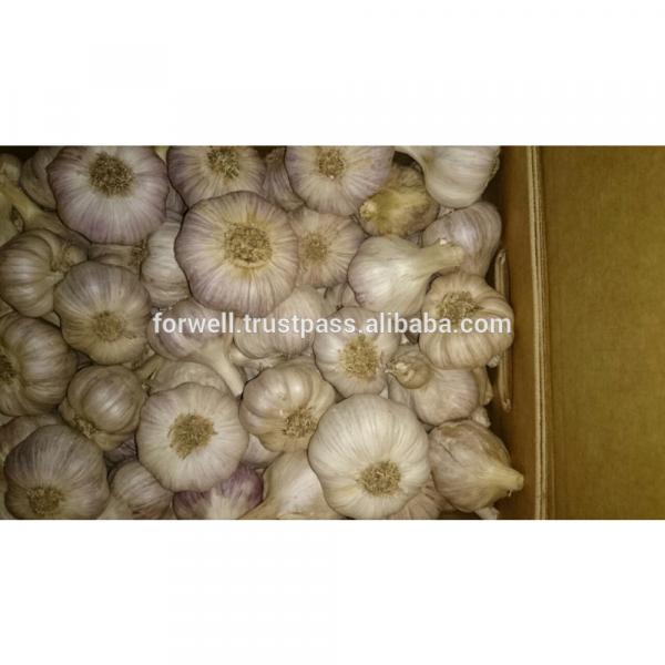 HIGH Fresh Egyptian Garlic #5 image