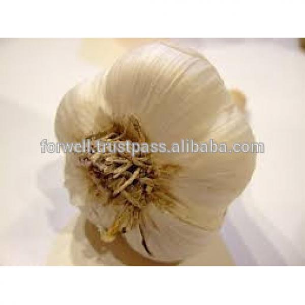 SPECIFIC RED WHITE DRY GARLIC #1 image