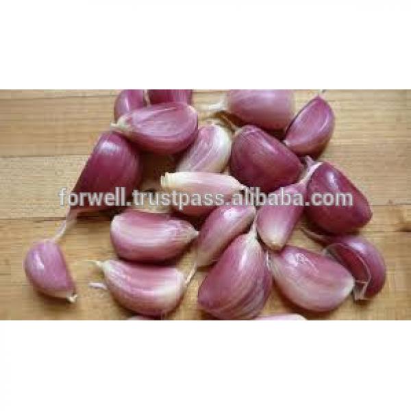 SPECIFIC RED WHITE DRY GARLIC #2 image