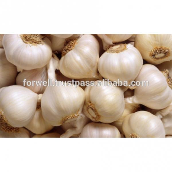 very good taste Egyptian Garlic #2 image