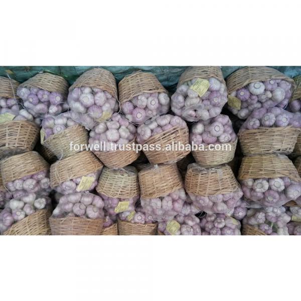 Common Cultivation Type and ISO 9001 Certification DRY &amp; FRESH white garlic #1 image