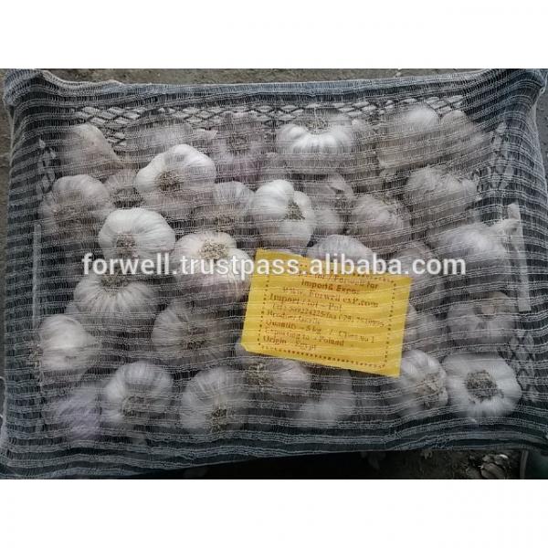 Best Quality Cheap Price Fresh Normal White Garlic from egypt #6 image