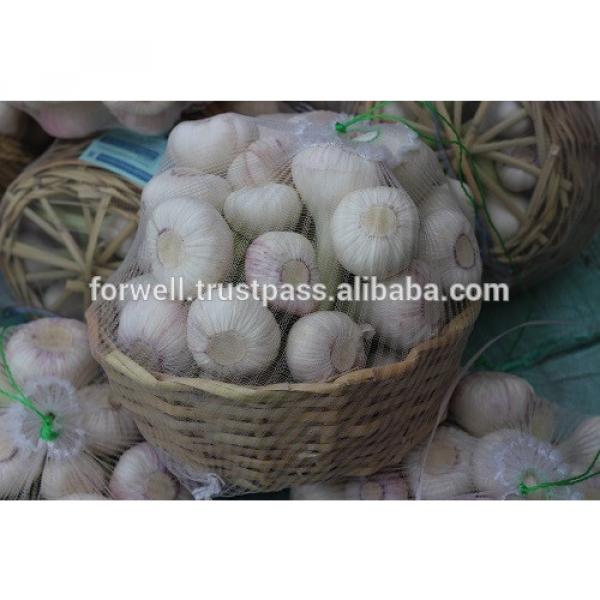 Newest crop best price high quality fresh normal white garlic fromegypt #4 image