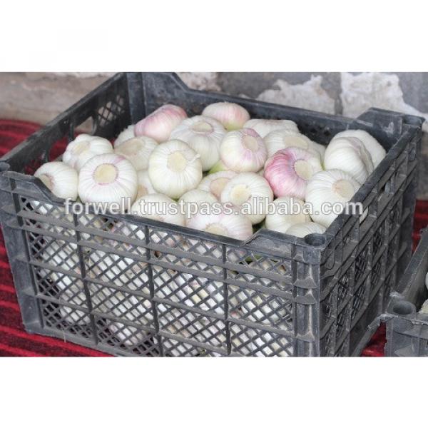 Newest crop best price high quality fresh normal white garlic fromegypt #3 image