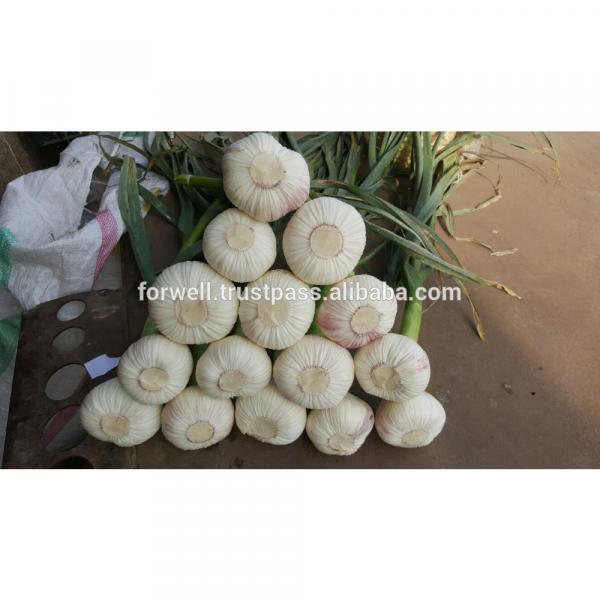 Newest crop best price high quality fresh normal white garlic fromegypt #6 image