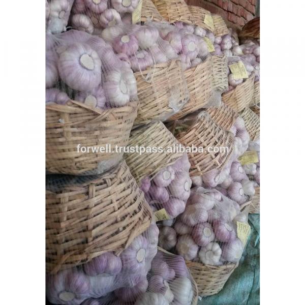 Common Cultivation Type and ISO 9001 Certification DRY &amp; FRESH white garlic #3 image