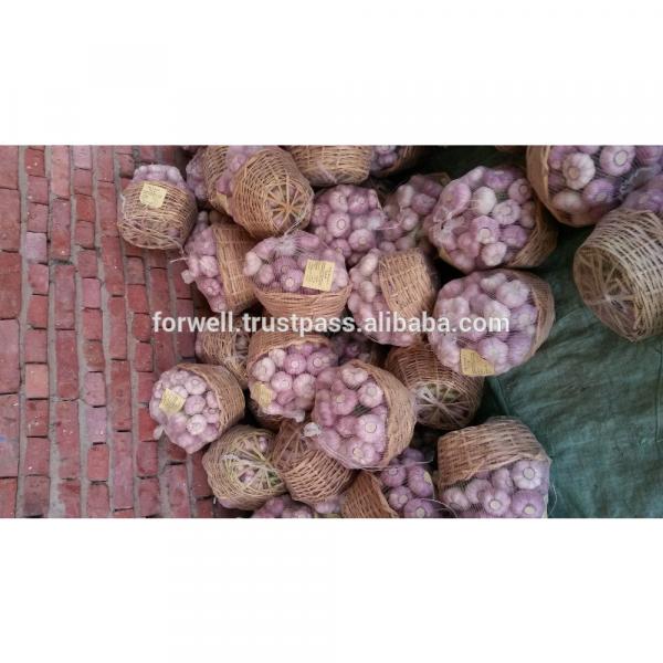 Common Cultivation Type and ISO 9001 Certification DRY &amp; FRESH white garlic #5 image