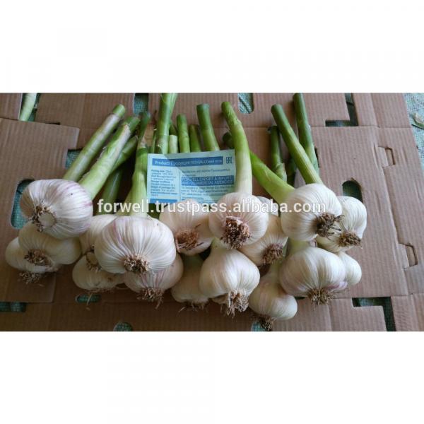 Best Price White Natural Fresh Garlic promotion #3 image