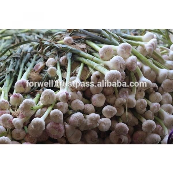 Best Price White Natural Fresh Garlic promotion #2 image