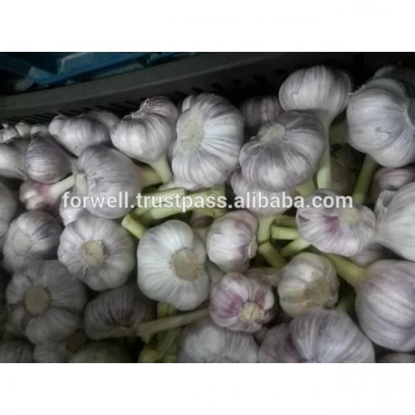 Forwell high quality Garlic New Season #1 image