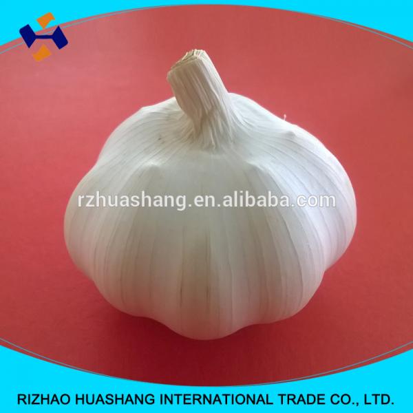 white garlic size5.5cm #6 image