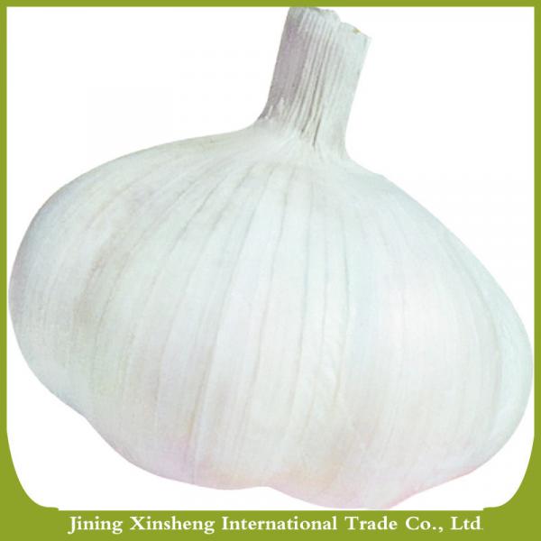 Fresh new crop white garlic #1 image