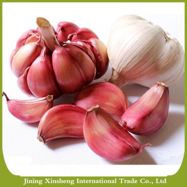 China fresh new crop red garlic #1 image