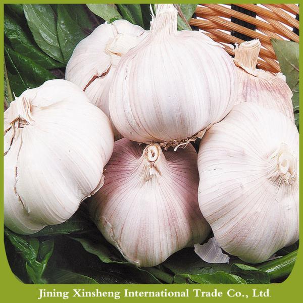 New fresh garlic red Manufacturers #1 image