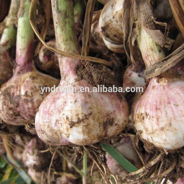 High quality and spicy good tastes chinese fresh garlic wholesale with cheap price #4 image