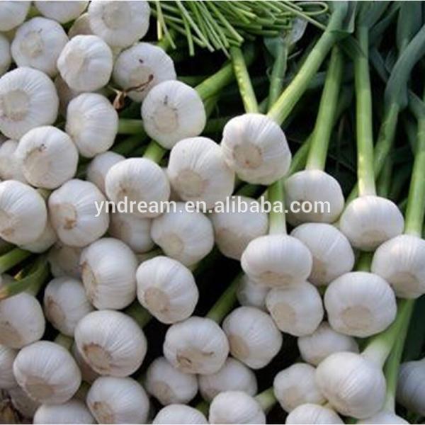 High quality fresh white garlic from China #5 image