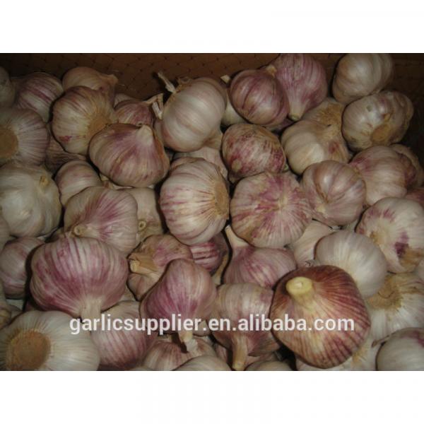 2014 crop garlic #1 image