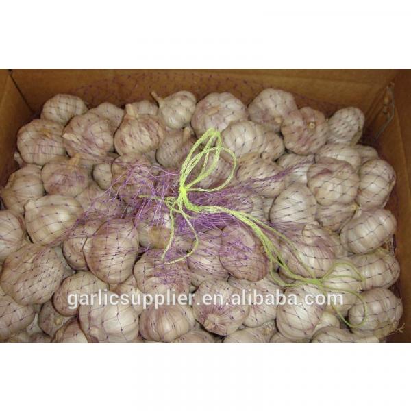 2014 crop garlic #2 image