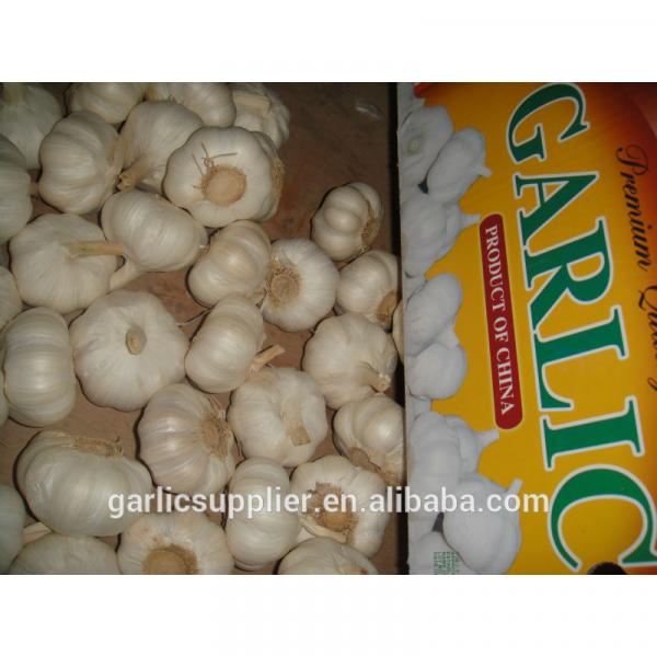 New crop garlic #1 image