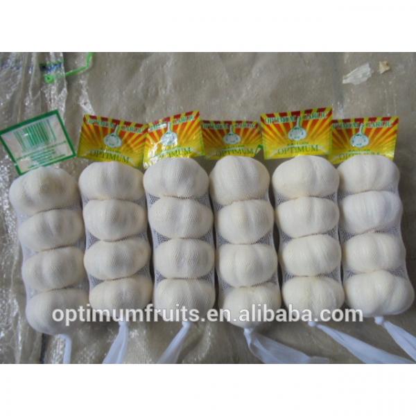 First grade pure white garlic for sale #5 image