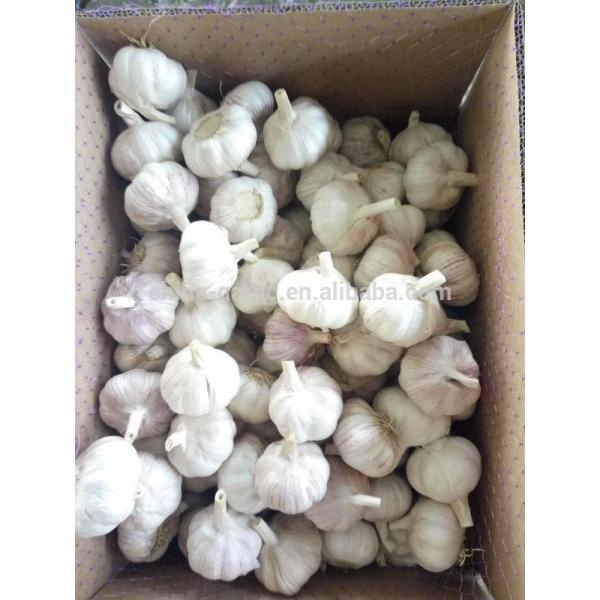 Garlic Price - Sizes 4.5cm 5.0cm 5.5cm 6.0cm -Fresh New Crop #2 image