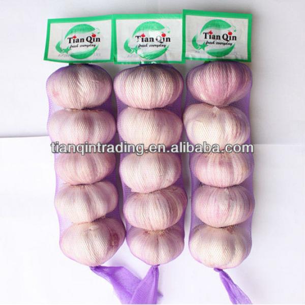 Jinxiang fresh garlic 2017 #1 image