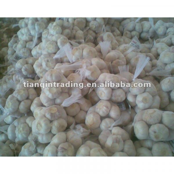 2017 Chinese new crop garlic #1 image