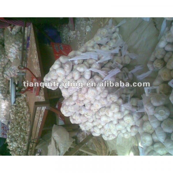 fresh garlic exporter 2017 #1 image