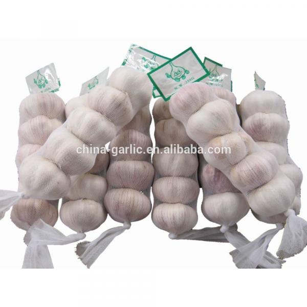 China Garlic Type and Fresh Style #2 image